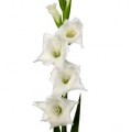 Gladiolus - White